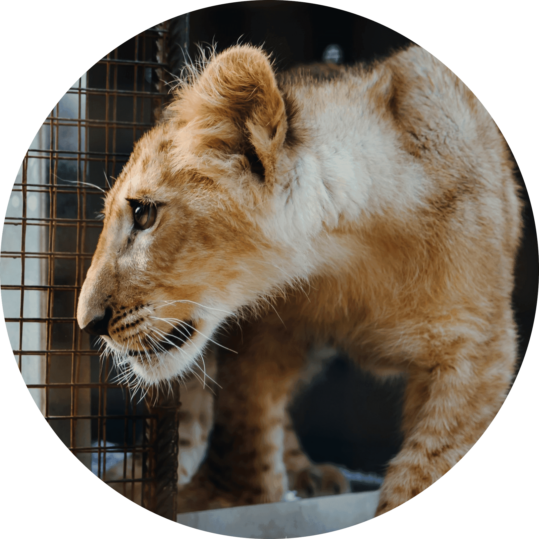 Lion cub exiting cage